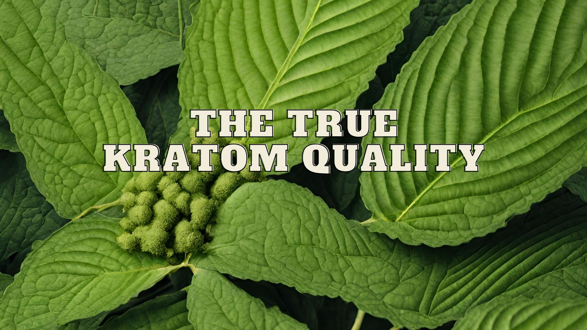 Kures Apothecary | Tired Of Not Knowing The True Quality Of Your Kratom