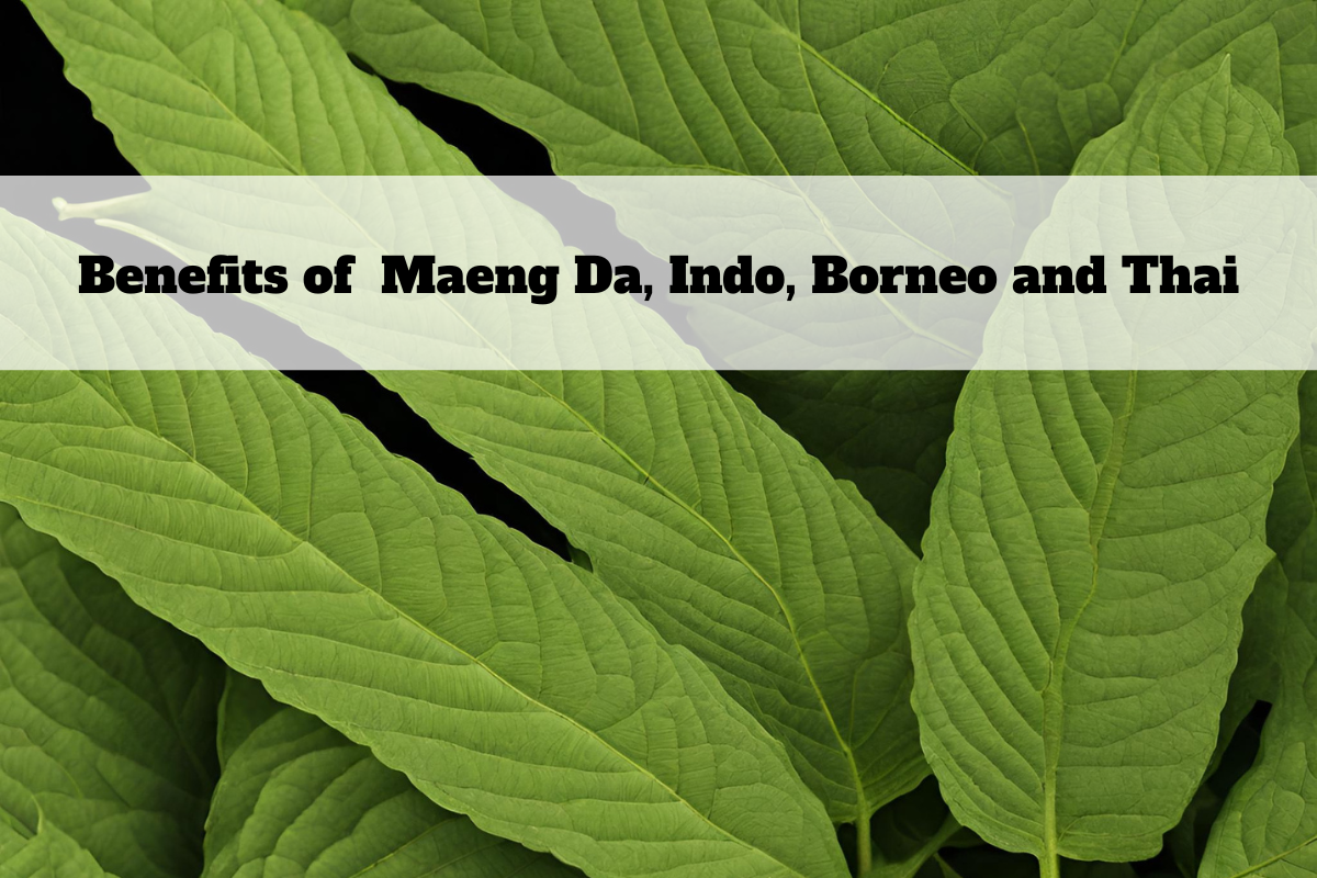 Kures Apothecary | Top Benefits of Kratom Strains: Maeng Da, Indo, Borneo, and Thai
