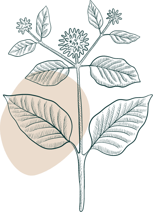 Kratom Leaf With Background